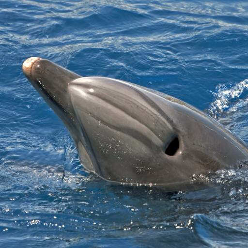 moøská, živoèišných, delfín, velryba Avslt71