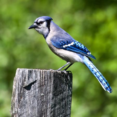 pták, stromu, zavazadlový prostor, modrá Wendy Slocum - Dreamstime