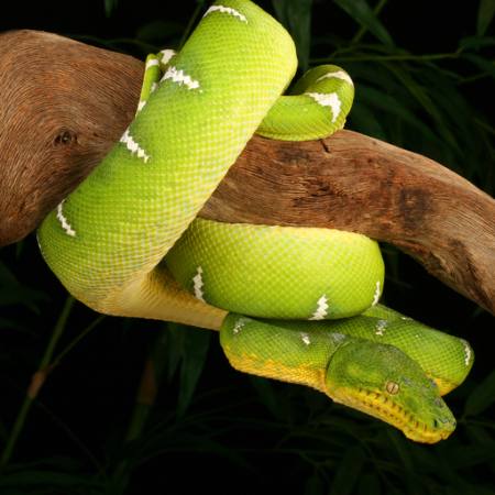 had, divoký, volně žijících živočichů, větev, zelená Johnbell - Dreamstime