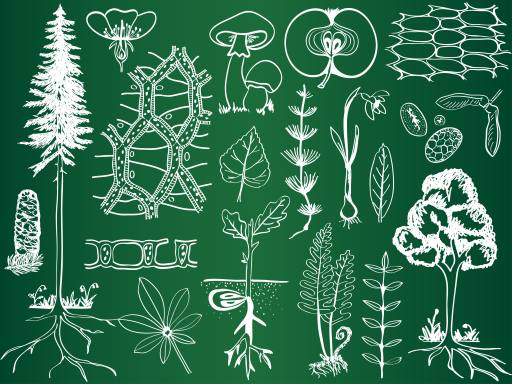 zelená, kresba, kresby, strom, stromy, lupen, ústøièná, jablko, ovoce Kytalpa