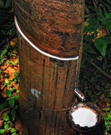 dřevo, strom, mléko Anatoli Styf - Dreamstime