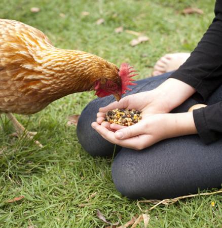 kuře, ruce, jíst, jídlo, tráva, zelená Gillian08 - Dreamstime