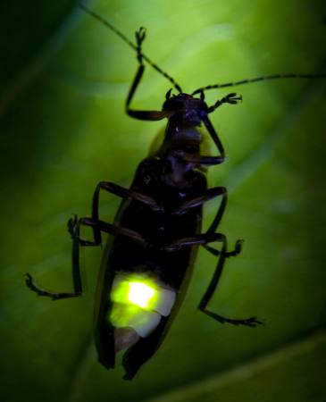 hmyz, živočišných, divoký, volně žijících živočichů, malé, list, zelená Fireflyphoto - Dreamstime