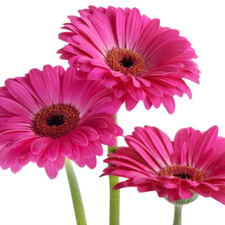 květiny, květ, růžová, fialová Tatjana Baibakova - Dreamstime