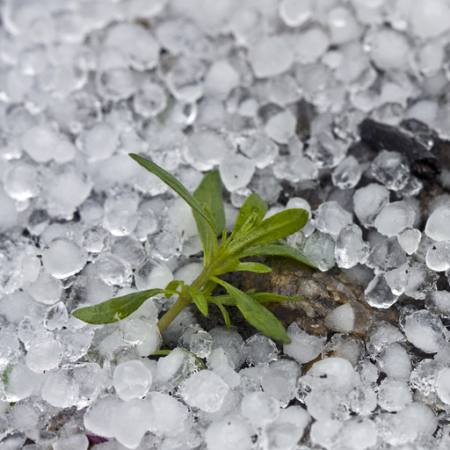 korálky, led, déšť, kytkou, zeleným, závod Dantautan - Dreamstime
