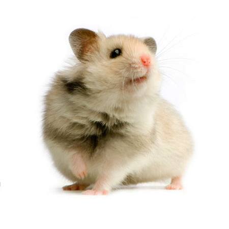 krysa, myš, zvíře Isselee - Dreamstime