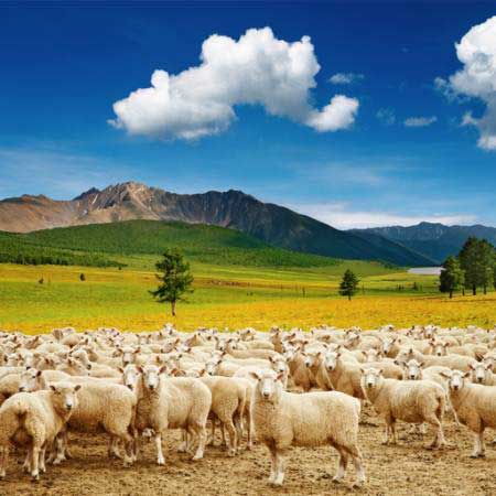 ovce, ovce, přírodě, salašnický, oblohy, oblačnosti, stádo Dmitry Pichugin - Dreamstime