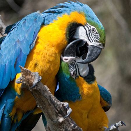 papoušek, pták, barva, ptáci Marek Jelínek - Dreamstime