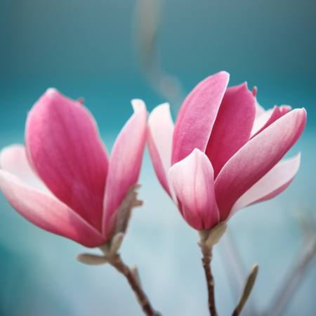 květ, růžová Sofiaworld - Dreamstime
