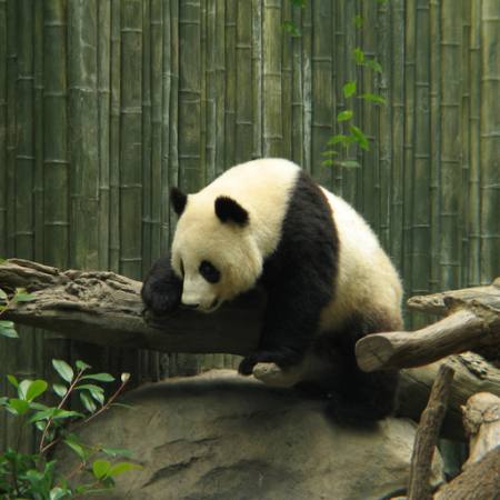 panda, medvěd, malý, černý, bílý, dřevo, les Nathalie Speliers Ufermann - Dreamstime