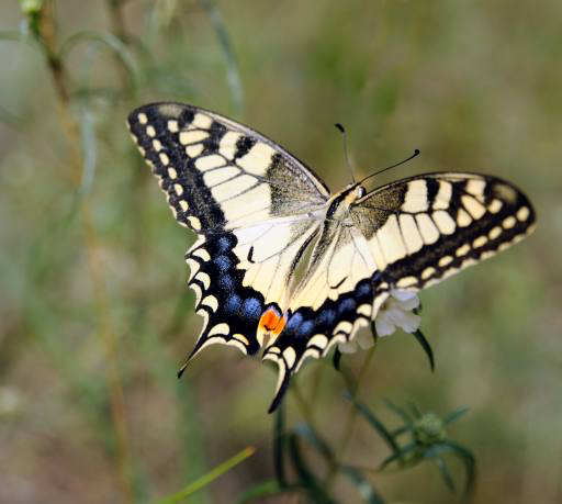 motýl, hmyz, zvíøe Sergey  Galushko (Galdzer)