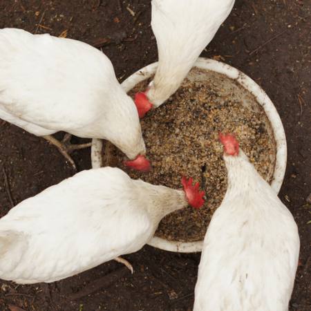 kuřata, jíst, jídlo, mísa, bílá, obilí, pšenice Alexei Poselenov - Dreamstime