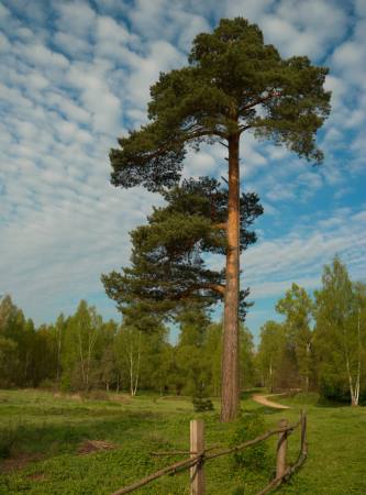 strom, zahrada, pole, příroda, oplocení, silnice, zelená Konstantin Gushcha - Dreamstime
