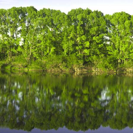 strom, stromy, voda, zelená, jezero Vadim Yerofeyev - Dreamstime