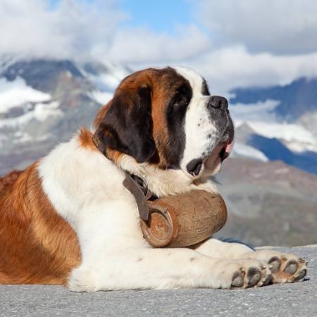 pes, barel, horský Swisshippo - Dreamstime