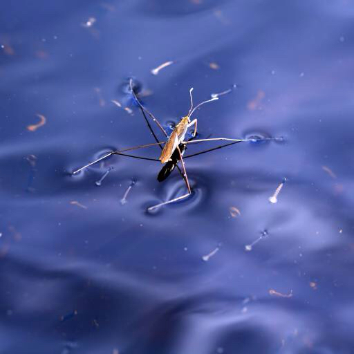 chyba, hmyz, voda, plovák, modrá Sergey Yakovlev (Basel101658)