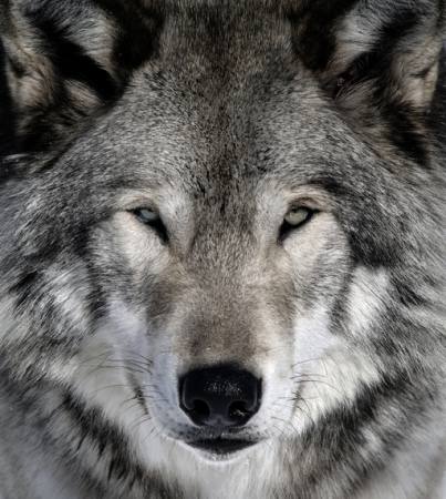 vlk, živočišných, divoký, pes Alain - Dreamstime