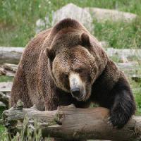 medvěd, zvíře, divoký Richard Parsons - Dreamstime