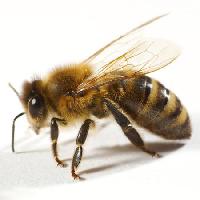 Pixwords Obraz s včela, létat, med Tomo Jesenicnik - Dreamstime