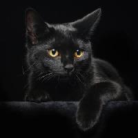Pixwords Obraz s kočka, zvíře Svetlana Petrova - Dreamstime