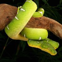 Pixwords Obraz s had, divoký, volně žijících živočichů, větev, zelená Johnbell - Dreamstime