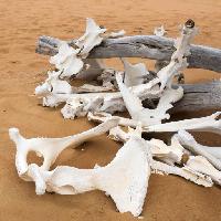 kosti, písek, pláž, poboèka Zwawol