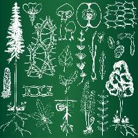 Pixwords Obraz s zelená, kresba, kresby, strom, stromy, lupen, ústøièná, jablko, ovoce Kytalpa