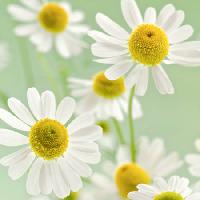 květiny, květ, bílý, žlutý Italianestro - Dreamstime