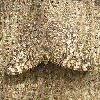 motýl, hmyz, strom, kůra Wilm Ihlenfeld - Dreamstime
