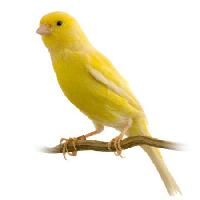 Pixwords Obraz s pták, žlutý Isselee - Dreamstime