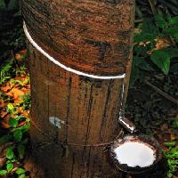 dřevo, strom, mléko Anatoli Styf - Dreamstime