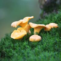 Pixwords Obraz s houba, tráva, zelená, pole, jíst Laurent Renault - Dreamstime