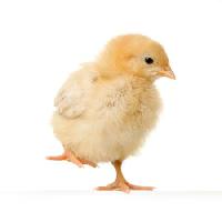 Pixwords Obraz s kuře, zvíře, vejce, žlutý Isselee - Dreamstime