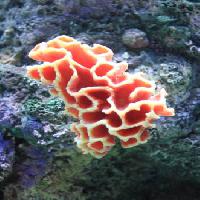 Pixwords Obraz s voda, korálový, plavení, plovoucí, červená, houba Sunju1004 - Dreamstime