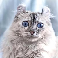 Pixwords Obraz s kočkou, očima, živočišných Eugenesergeev - Dreamstime