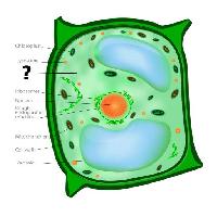 Pixwords Obraz s bunìk, bunìèný, zelená, oranžová, chloroplast, nucleos, vakuola Designua