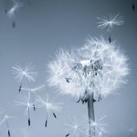 Pixwords Obraz s květina, létat, modrá obloha, semena Mouton1980 - Dreamstime