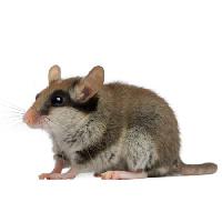 Pixwords Obraz s myš, potkan, živočišných Isselee - Dreamstime