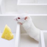 Pixwords Obraz s myši, myši, sýr, labyrint Juan Manuel Ordonez - Dreamstime