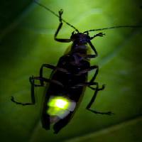 Pixwords Obraz s hmyz, živočišných, divoký, volně žijících živočichů, malé, list, zelená Fireflyphoto - Dreamstime