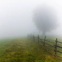 Pixwords Obraz s mlha, pole, strom, plot, zelená, tráva Andrei Calangiu - Dreamstime