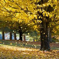 Pixwords Obraz s strom, stromy, podzim, listí, žlutý Daveallenphoto
