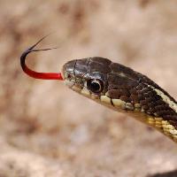 had, živoèišných, divoký Gerald Deboer (Jerryd)