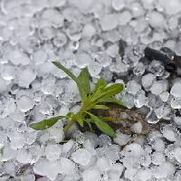 korálky, led, déšť, kytkou, zeleným, závod Dantautan - Dreamstime