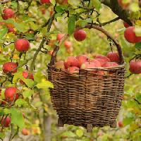 Pixwords Obraz s jablka, košíkem, strom Petr  Cihak - Dreamstime