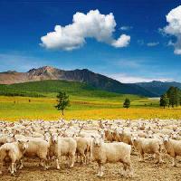 Pixwords Obraz s ovce, ovce, přírodě, salašnický, oblohy, oblačnosti, stádo Dmitry Pichugin - Dreamstime