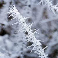 Pixwords Obraz s mráz, led, zima, špice Haraldmuc - Dreamstime