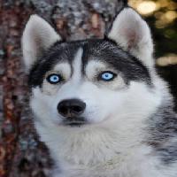 Pixwords Obraz s psík, očima, modři, živočišných Mikael Damkier - Dreamstime