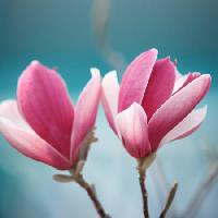 Pixwords Obraz s květ, růžová Sofiaworld - Dreamstime