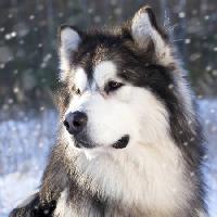 vlk, psík, živočišných, divoký Lilun - Dreamstime